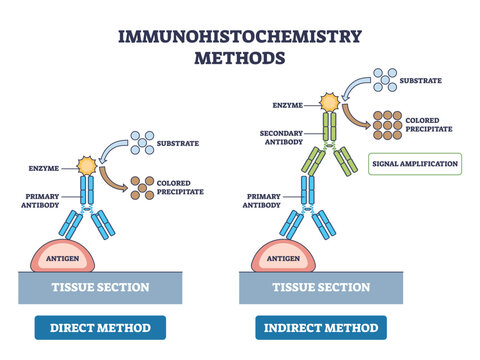 Immunohistochemistry methods brief shows direct vs indirect staining, highlighting antigen, primary and secondary antibodies with enzyme-substrate color readout, clear step flow. Outline diagram
