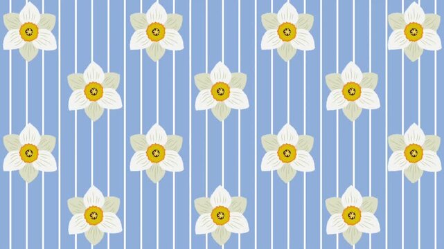 Floral Animated Background. Moving Pattern with White Daffodil Flowers. Spinning Falling Spring Flowers on Blue White Striped Background
