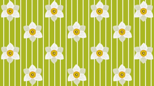 Floral Animated Background. Moving Pattern with White Daffodil Flowers. Spinning Falling Spring Flowers on Green White Striped Background