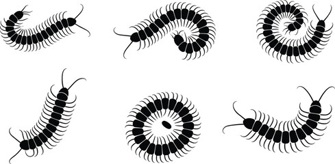 Centipede silhouette vector set, creeping scolopendra insect illustration, isolated creepy crawly bug icons for nature, horror, or pest control projects. © Sree