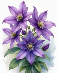Obraz premium Purple clematis flowers with green leaves painted in watercolor style. Blooming petals, buds create natural botanical arrangement. Gentle hues suggest spring summer garden beauty, perfect for cards