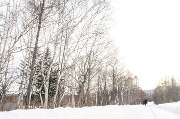奥行きのある雪道