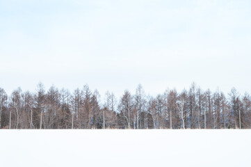 雪景色の中の木々