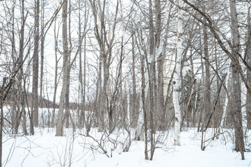 雪景色の中の木々