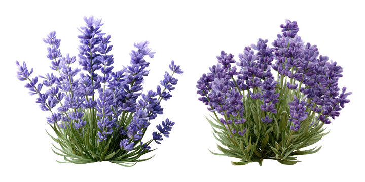Two purple flowering plants with green foliage against a black background