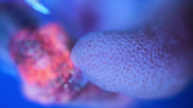 Parasitic crustacean Peltogaster paguri under a microscope. The video shows external part, or externa, where larvae develop. Under ultraviolet light. White Sea.