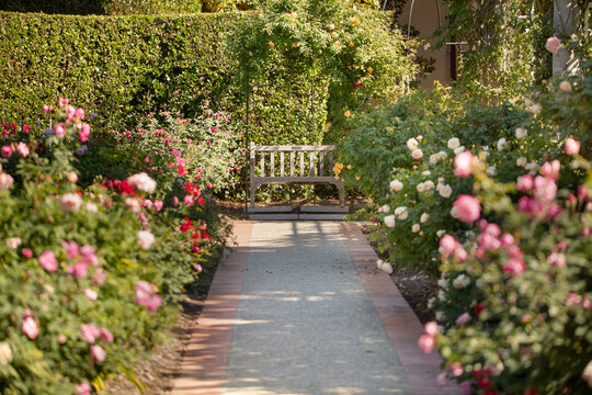 A view of elements in a rose garden.