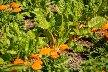 A view of yellow Swiss chard growing in a vegetable garden.