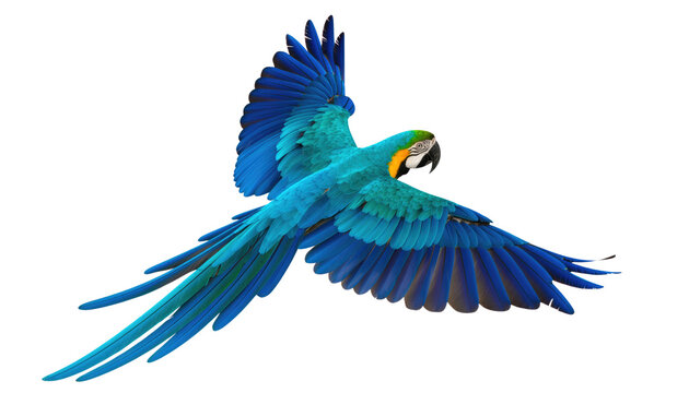Vibrant blue and turquoise macaw parrot in flight with wings spread, captured against a clean white background, showcasing its striking plumage and graceful movement. isolated PNG with
