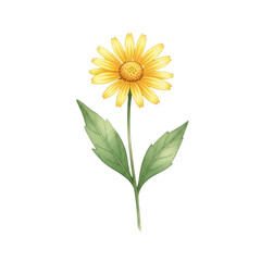 Fototapeta premium A single bright yellow flower with green leaves against a white background isolated on transparent background