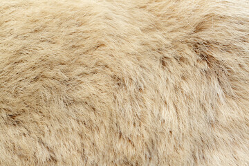 A view of the fur of a raccoon. © DAVID