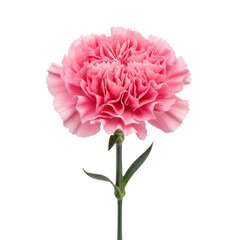 A vibrant pink carnation flower with lush green stem and leaves isolated on transparent background