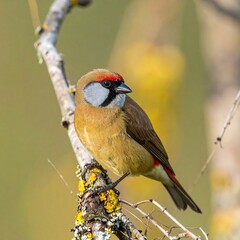 Elegant Chestnut-breasted Mannikin Perched on a Branch in Natural Light.
