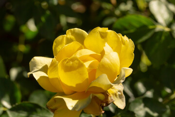 A view of a yellow rose, glistening in the afternoon sunlight, seen in San Marino, California.