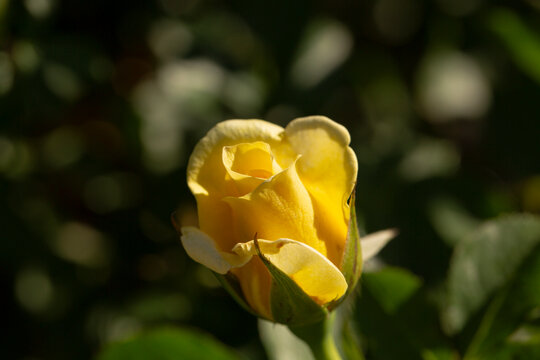 A view of a yellow rose, glistening in the afternoon sunlight, seen in San Marino, California.