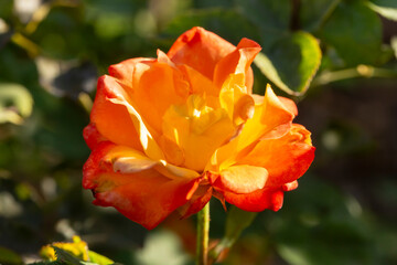 A view of a yellow red rose, glistening in the afternoon sunlight, seen in San Marino, California.