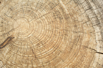 Fototapeta premium A view of tree rings, as a background.