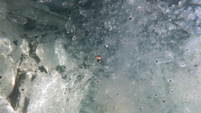 A flamboyant flatworm sea creature (Platyhelminthes species) swims through a mass of semi-transparent barrel-shaped marine animals (salps)