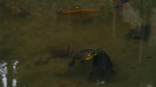 Overhead cinematic shot of turtles nudging each other in shallow pond while big orange fish swim nearby, natural reflections and calm wildlife scene.