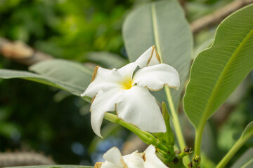 Fototapeta premium A view of the flower from a Madagascar palm.