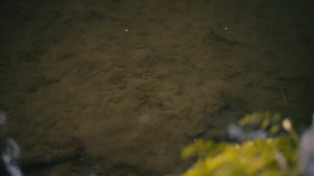 Top down underwater view of a turtle digging into soft pond mud, cloud of sediment rising as it disappears beneath the reflective surface.