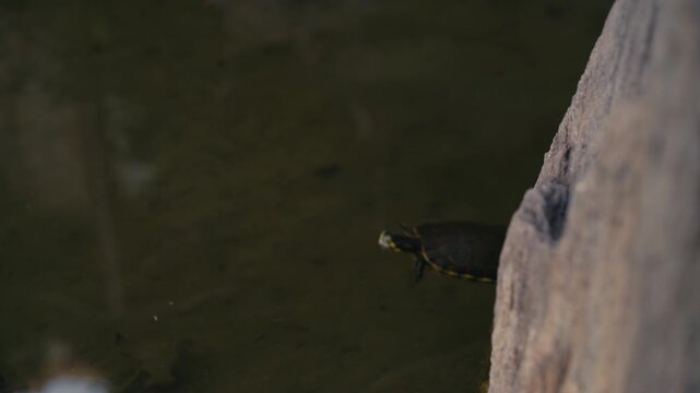 Slow focus shift from stone in foreground to colorful turtle gliding through murky pond water, shallow depth of field wildlife shot.