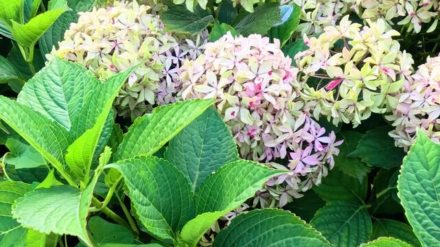 Close Up Pan of Pale Pink Hydrangea Blooms and Green Foliage
