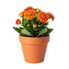 A vibrant orange potted plant with blooming flowers in a terracotta pot. isolated on transparent background