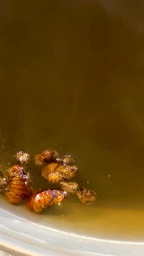 Close Up of Silk Cocoons Boiling in Hot Water with Steam