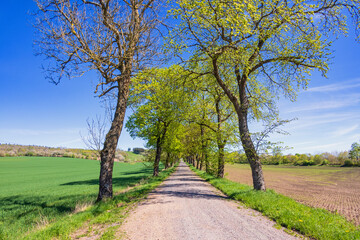 Tree Lined gravel road with lush green trees in a rural landscape a sunny spring day © Lars Johansson