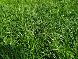 Obraz premium Green grass field texture background. Fresh summer lawn meadow