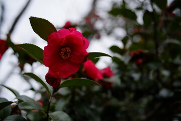 Fototapeta premium 美しく咲く日本の山茶花