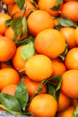 Fresh Gannan Oranges from Jiangxi, China - Vitamin-Rich Citrus Fruits