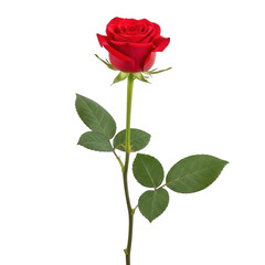 Obraz premium A single red rose with green leaves and a long stem against a white background isolated on transparent background