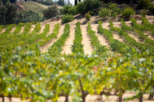 A view of a vineyard during early fall, seen in Temecula, California.