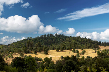 Obraz premium A view of a tree-lined hill, seen in Julian, California.