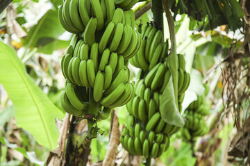 Fresh Green Bananas Growing on Trees in Yunnan Mountain Region - Tropical Fruit Agriculture