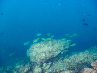アイゴ, アイゴ科, 
Rabbitfish, Siganus fuscescens,
他。
ヒリゾ浜南伊豆町中木
静岡県伊豆半島-2025
日本有数のシュノーケリングスポット。
夏の数カ月間だけ渡し船で行ける。
水質透明度魚影が素晴らしい。
