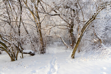 A winter scene with trees covered in hoarfrost under a clear blue sky. Season