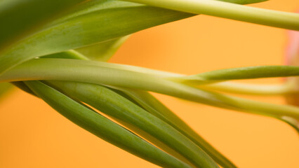 Fototapeta premium Green tulip leaves abstract on warm orange background