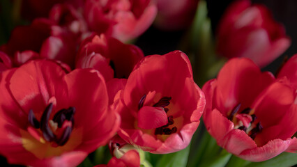 Obraz premium Red tulips flowers with soft focus and dark background