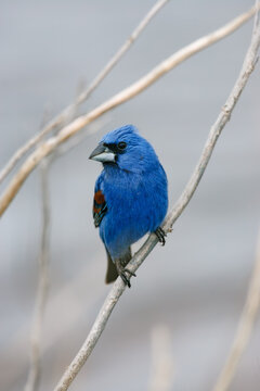 Male Blue Grosbeak perched among dried reeds