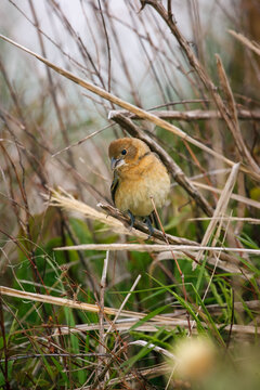 Female blue grosbeak perched among dried reeds and grasses