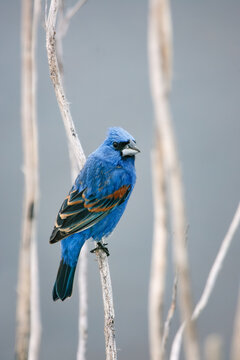 Male Blue Grosbeak framed by dry reeds on a gray background
