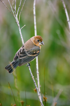 Female blue grosbeak perched among dried reeds and grasses