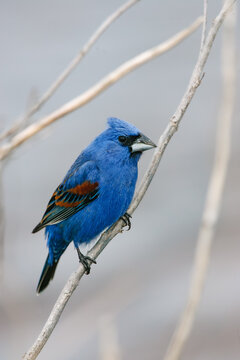 Male Blue Grosbeak perched among dried reeds