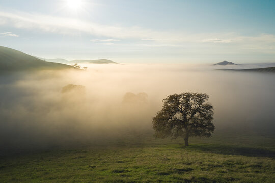 Lone Oak Amidst Fog in the Green Rolling Hills Of SoCal