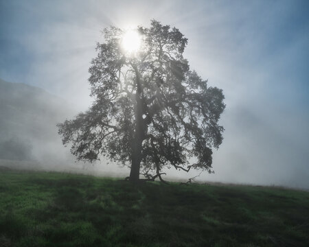Lone Oak Amidst Fog in the Green Rolling Hills Of SoCal