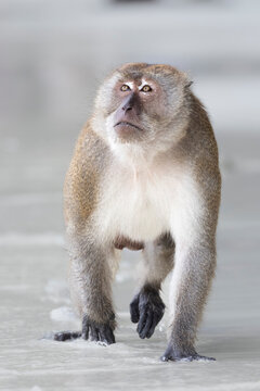monkey in Koh Phi Phi islands