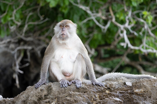 monkey in Koh Phi Phi islands